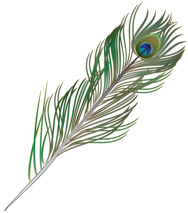 A single feather